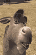 TArh